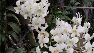 BEAUTIFUL dendrobium ORCHID [upl. by Khalin]