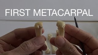 FIRST METACARPAL [upl. by Elamor]