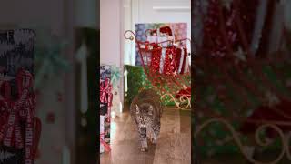 🛷🎁🎅🐈‍⬛️ Christmas eVeL to make you smile 🐈‍⬛ [upl. by Kort]