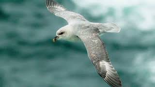 Facts About Fulmar [upl. by Eseilenna]