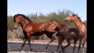 Wild Horse Action at the Salt River by Karen McLain [upl. by Leigha127]