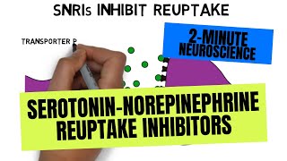 2Minute Neuroscience SerotoninNorepinephrine Reuptake Inhibitors SNRIs [upl. by Mazonson]