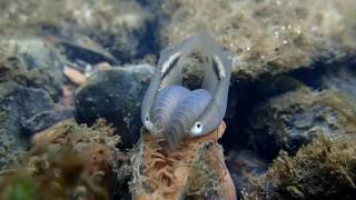 Plain Pocketbook Mussel displaying [upl. by Fabozzi]