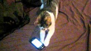 Cat Reacts to Meow Mix Song 2 [upl. by Crelin]