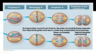 AP Biology  Meiosis [upl. by Eittik]