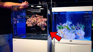 Building a Floating Reef Inside a Reef Aquarium [upl. by Adiv179]