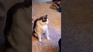 Tiny tickly bubbles but Luna loves them cats catlover funnyvideo [upl. by Hcnarb]