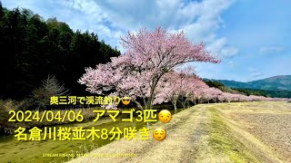 20240406 奥三河で渓流釣り😎 アマゴ3匹😏 名倉川桜並木8分咲き😌 Stream Fishing in the Japanese countryside [upl. by Ainafetse25]