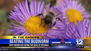 In The Garden Beating the budworm [upl. by Nahs]