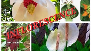 Inflorescence and its types with examples NEET biology flowers isc cbse [upl. by Smalley]