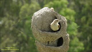 Rufous Hornero on nest Furnarius rufus by Antonio Silveira [upl. by Etteniotnna]