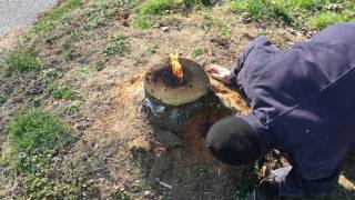 The most amazing way to remove a stump E16 [upl. by Viveca]