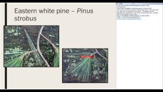 Identification and Ecology of Common Native and Naturalized Conifers in the Northeast [upl. by Oberheim]