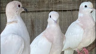 Canto de tórtola turca para estimular el apareamiento con tórtola blanca [upl. by Zelten]