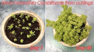 how to grow sedum japonicum from cuttings [upl. by Aicital]