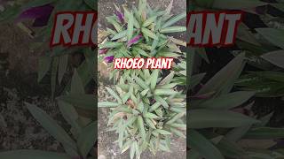 Rhoeo plant growth plants gardeningtipsyoutubeshorts [upl. by Gleda915]