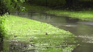 Hochwasser in Wolfenbüttel [upl. by Bor]