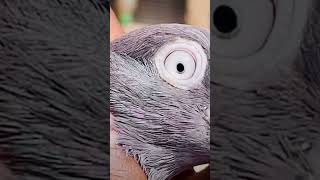 Ms brothers loft new reel pigeon viralvideo 1000subscriber pigeoncoop kabootarsubscribe [upl. by Eenhat]