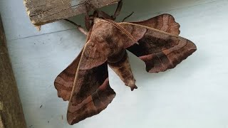 Walnut Sphinx moth Amorpha juglandis [upl. by Eilrebma]