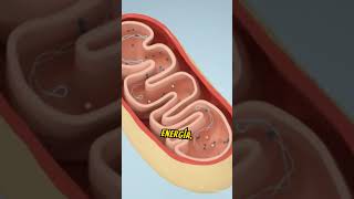 Mitocondrias  La Energía Oculta en tus Células [upl. by Namyw]