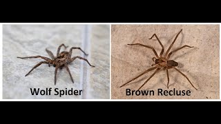 Wolf Spider Vs Brown Recluse Spider [upl. by Hardy720]