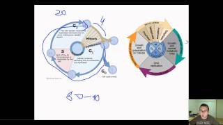 Prokaryotic Binary Fission vs Eukaryotic Cell Cycle [upl. by Garnett665]