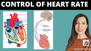 Control of heart rate Role of SAN amp AVN in the cardiac cycle Parasympathetic amp sympathetic nerves [upl. by Iral321]