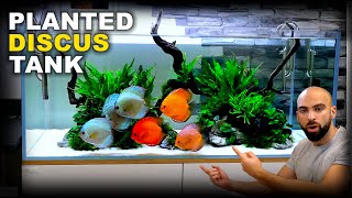 Aquascape Tutorial HUGE XL Discus Islands Fish Tank How To Planted Aquarium Step By Step Guide [upl. by Giah]