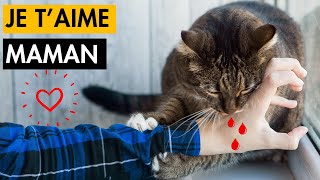 15 Signes que votre Chat vous considère comme sa Maman  Signe 9 SURPRENANT [upl. by Aramanta]