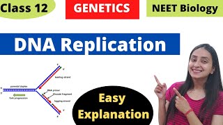 DNA Replication  Molecular Basis of Inheritance  Class 12 Genetics [upl. by Kacey]