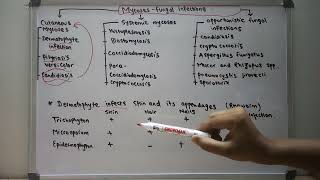 MycosesFungal infections Classification1 [upl. by Merat97]