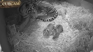 Adorable Sumatran tiger cub twins born at ZSL London Zoo [upl. by Rases]