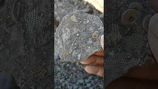 Which type of stone 😱 viralshort gemston gemstone viralvideo shortsfeed [upl. by Eicnan]