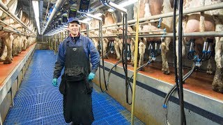 Milking Robots out Swing over milking parlour in for dutch dairy farmer [upl. by Bartolomeo]