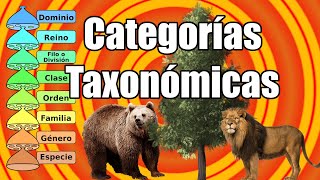 Categorías Taxonómicas Primera Parte Biología Octavo Grado [upl. by Lesya]