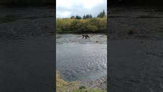 ITS A KODIAK BEAR alaska kodiak wildlife cool nature bear brownbear kodiakbear fishing [upl. by Aij]