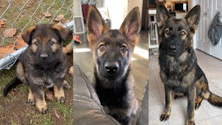 Watch My Sable German Shepherd Puppy Grow Up [upl. by Solram]