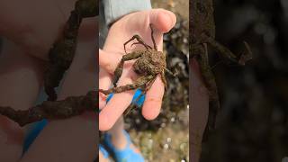 FIVE ROCKPOOL SPECIES IN 60 SECS fishing shorts shortvideo fish nature wildlife ocean beach [upl. by Aihsoek754]