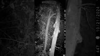 Trail camera wildlife trailcamactivity huntingequipment [upl. by Fosque235]