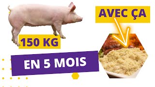 AUGMENTEZ LE POIDS DES PORCS AVEC CE NOUVEAU INGREDIENT [upl. by Welcome]