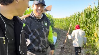 ASÍ DAMOS EL SEGUNDO RIEGO DE INUNDACIÓN CON EL OSCAR UN DÍA DE TRABAJO🧑🏻‍🌾elmariomt‼️ [upl. by Haggi958]