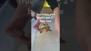 Trunky the Horsefield Tortoise one Friday with Trunky part 2  Bath time [upl. by Roda]