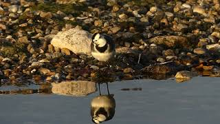 Pied Wagtail wary of gulls overhead Julias video [upl. by Arretnahs81]