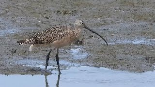 Birds of North America  Longbilled Curlew Numenius americanus Riđi pozviždač [upl. by Yruoc]