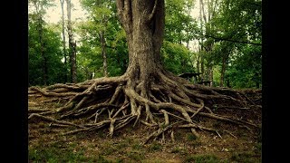 The Rhizosphere an interaction between plant roots and soil biology [upl. by Nisotawulo]