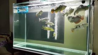 FEEDING MY MONSTER PEACOCKBASS AND ASIAN AROWANA [upl. by Auqenaj]