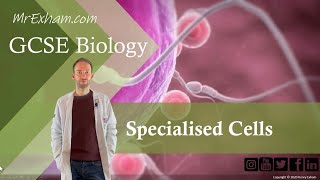 Specialised Cells  GCSE Biology 91 12 [upl. by Retsim]