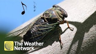 Cicadas Why do they make the sound they do [upl. by Nivej874]