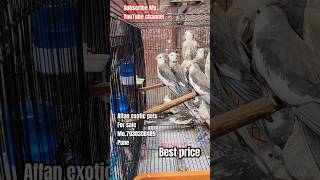 cocktail best price birds cockatiel [upl. by Adnic]