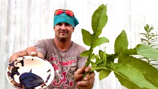 Processing wild lettuce into condensed black syrup pain medicine [upl. by Anilra133]